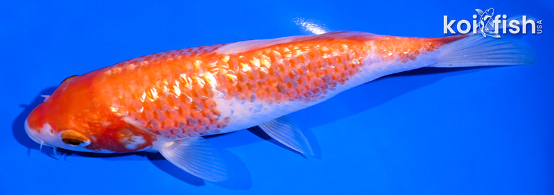 6.75" GINRIN KOHAKU