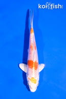 5" HARIWAKE