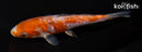 5.25" ARAGOKE OCHIBA SHIGURE