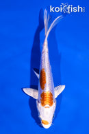 4.5" KIKUSUI
