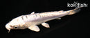4.5" KIKOKURYU