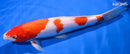 12.25" KOHAKU