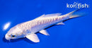 4.5" ARAGOKE PLATINUM OGON