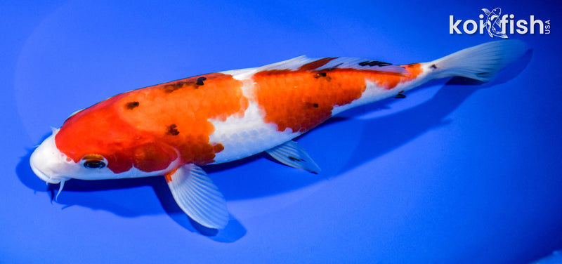 9.25" SANKE