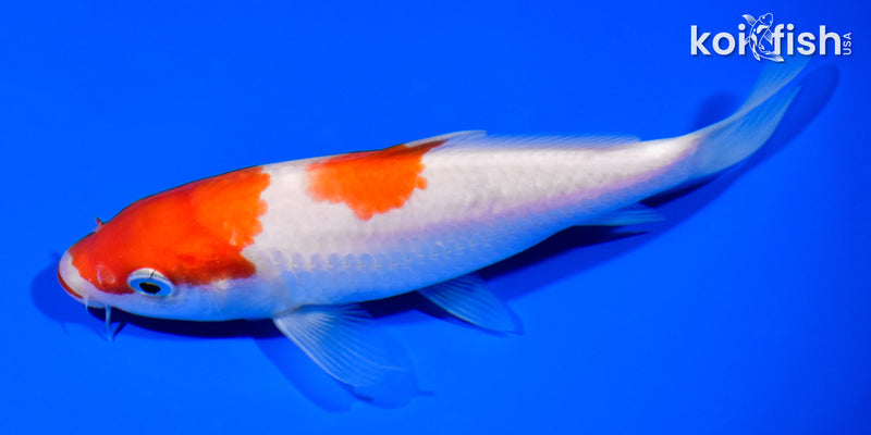 5.75" KUCHIBENI NIDAN KOHAKU