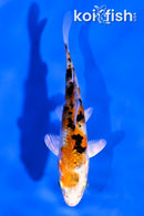 4" YAMATO NISHIKI