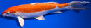 11.75" KIKUSUI