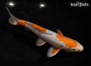 8.75" OCHIBA SHIGURE