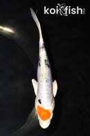 6.25" HEISEI NISHIKI