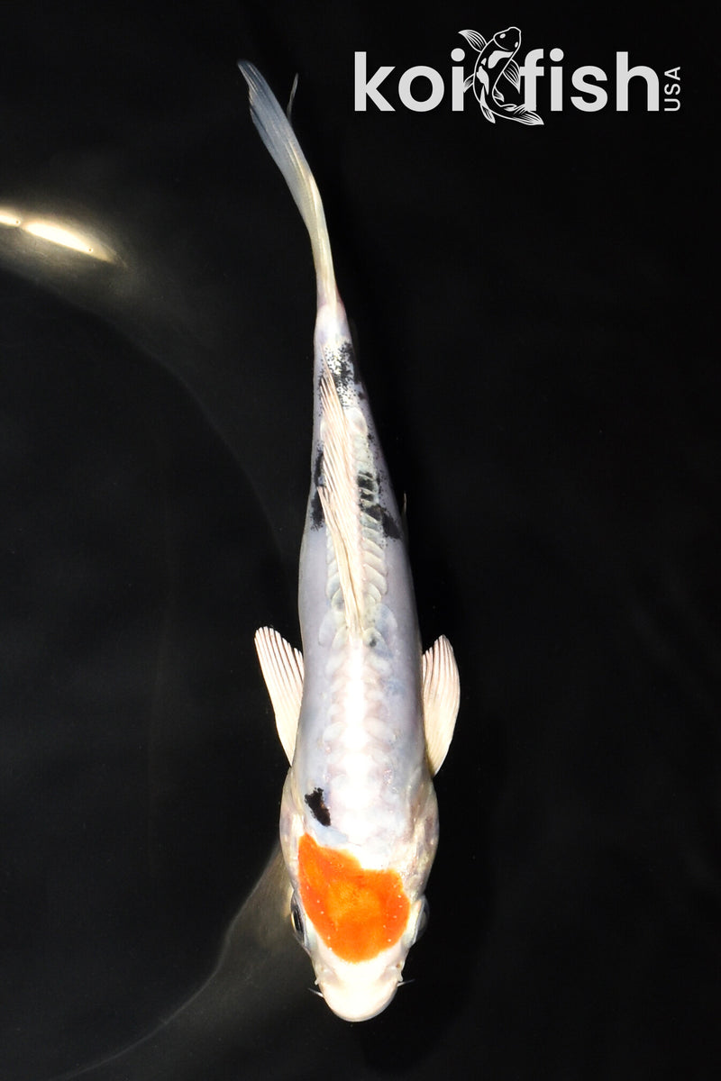 6.25" HEISEI NISHIKI