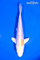 6.75" LEMON HARIWAKE