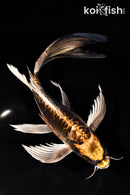 10.25" KIN KIKOKURYU BUTTERFLY
