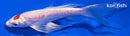 5.75" KIKUSUI BUTTERFLY