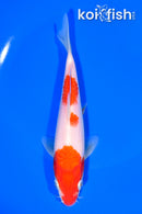 6.75" KOHAKU