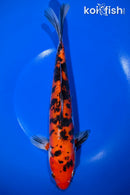 11" DOITSU AKA SANKE