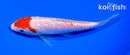 5.25" GINRIN KOHAKU