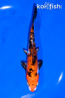 5.5" HEISEI NISHIKI
