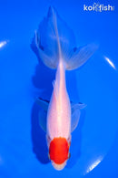 6.75" TANCHO WATONAI GOLDFISH