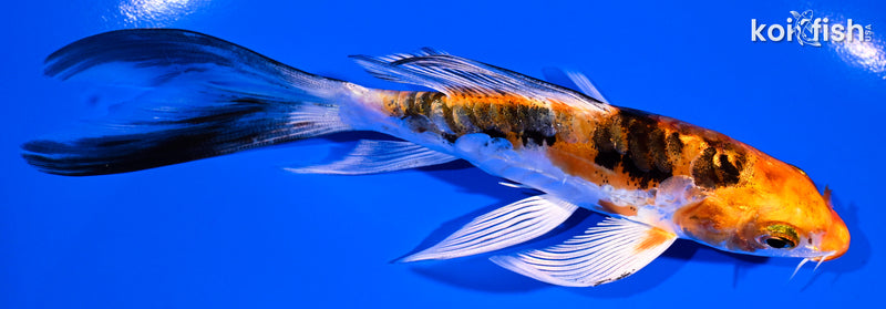 5.5" HEISEI NISHIKI BUTTERFLY