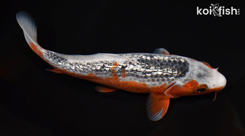 7.75" GINRIN ASAGI