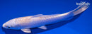 6.75" CREAMY OGON