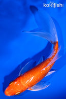 5.5" GINRIN HARIWAKE BUTTERFLY