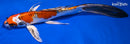8.75" KUJAKU BUTTERFLY