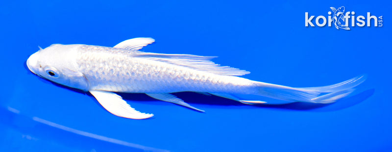 6" GINRIN PLATINUM OGON BUTTERFLY