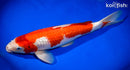 13.75" GINRIN KOHAKU