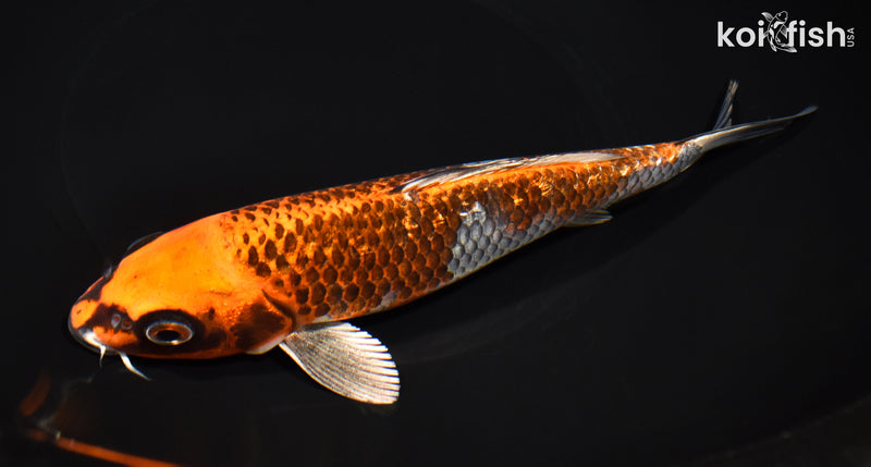 8" GINRIN BENI GINGA