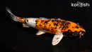 6.5" GINRIN YAMATO NISHIKI