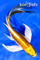 8.5" KIN KIKOKURYU BUTTERFLY