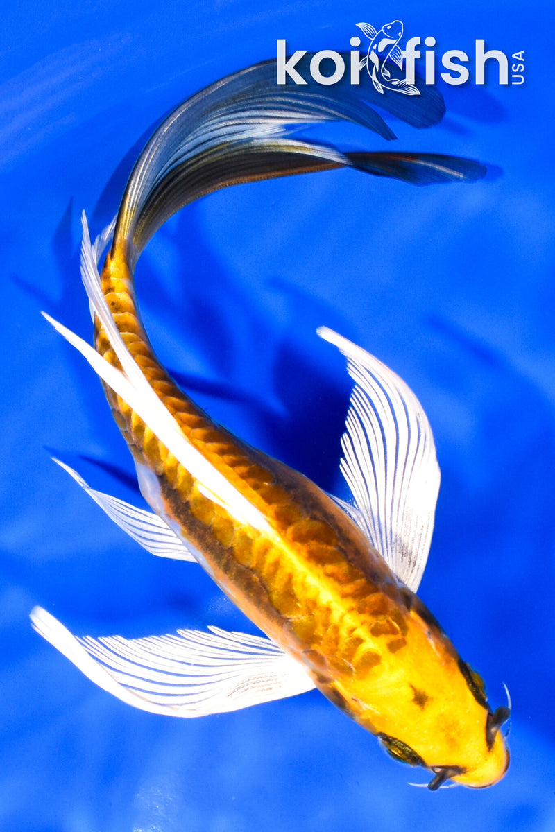 8.5" KIN KIKOKURYU BUTTERFLY