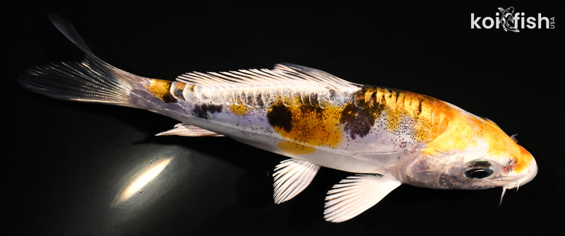 4.75" HEISEI NISHIKI