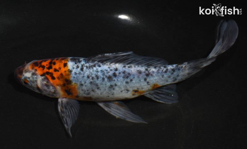 6.5" SHUBUNKIN GOLDFISH
