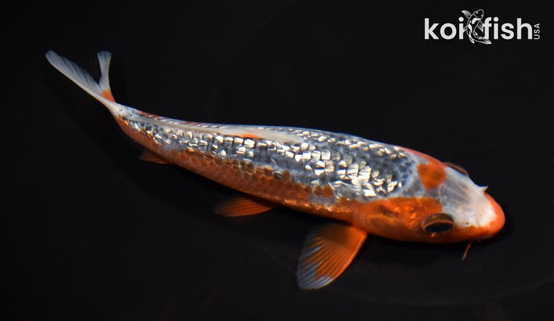 6.5" GINRIN HI ASAGI