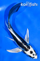 5" KIKOKURYU BUTTERFLY