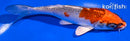 5.5" KUJAKU