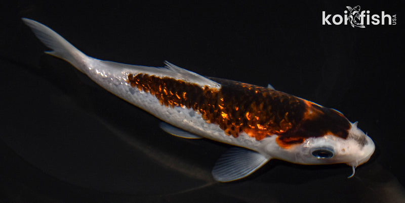 5.5" GINRIN GOROMO