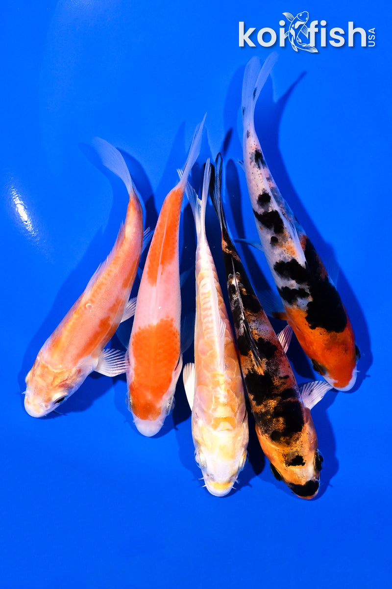 PACK OF (5) 4-5" STANDARD KOI