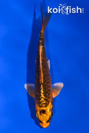 4.5" BENI KIKOKURYU