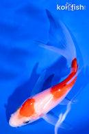 5.75" KOHAKU BUTTERFLY