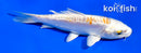 4.5" KIKUSUI