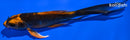 5.25" KIN ORENJI MATSUBA BUTTERFLY