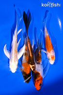 PACK OF (5) 4-5.5" BUTTERFLY KOI