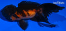 5" ORANDA GOLDFISH