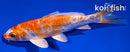 6" GINRIN KIKUSUI