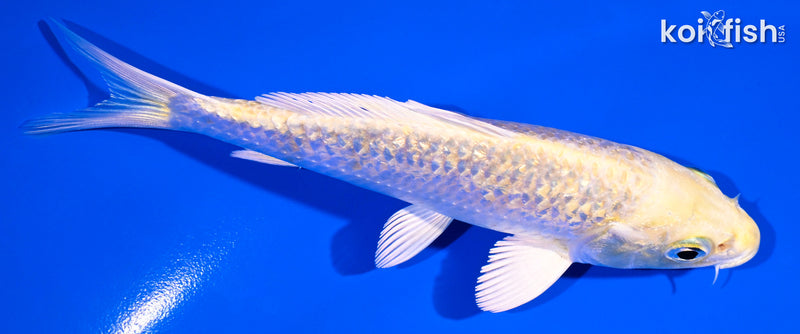 5" GINRIN YAMABUKI OGON