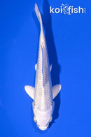 4.25" PLATINUM OGON