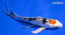 5.25" YAMATO NISHIKI BUTTERFLY